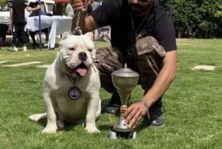 Fadeel International Dogs