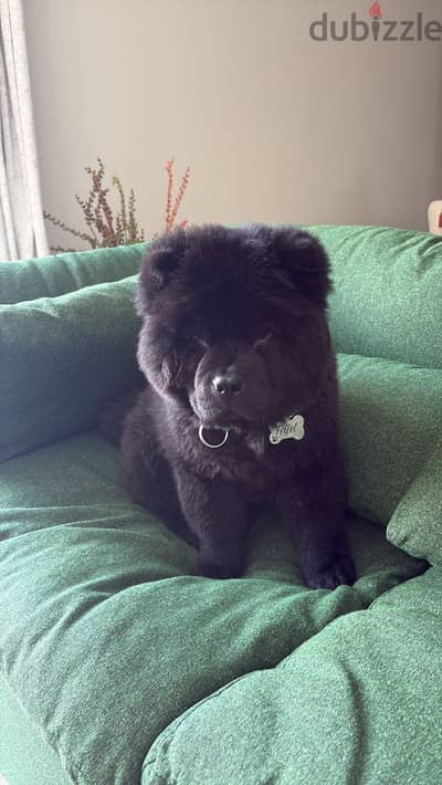 Male Chow Chow
