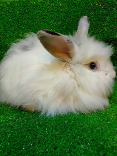 ارانب زينة. ارنب. Bunny