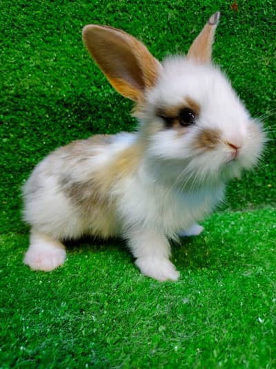 ارانب زينة. ارنب. Bunny