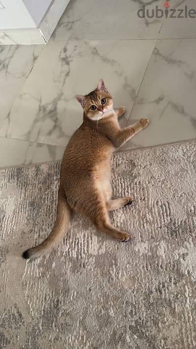 قط Scottish Fold لبيع