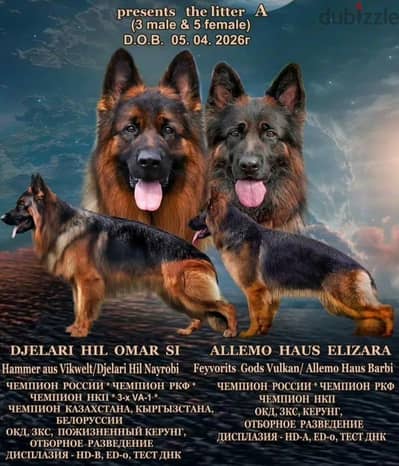 German shepherd puppies males and females from Russia