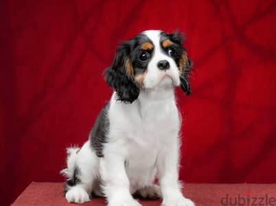 Cavalier king Charles spaniel puppy boy from Russia