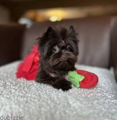 Yorkshire terrier puppy female from Russia