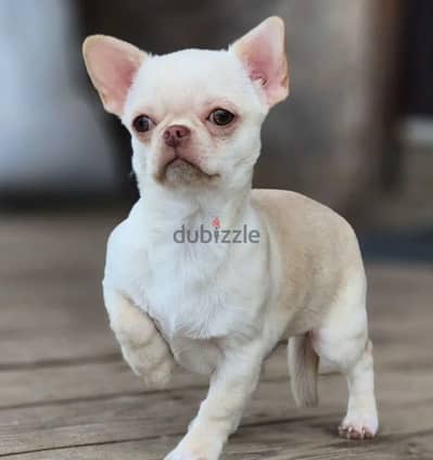 Chihuahua puppy boy from Russia
