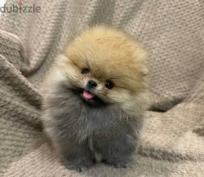 Pomeranian puppy female from Russia