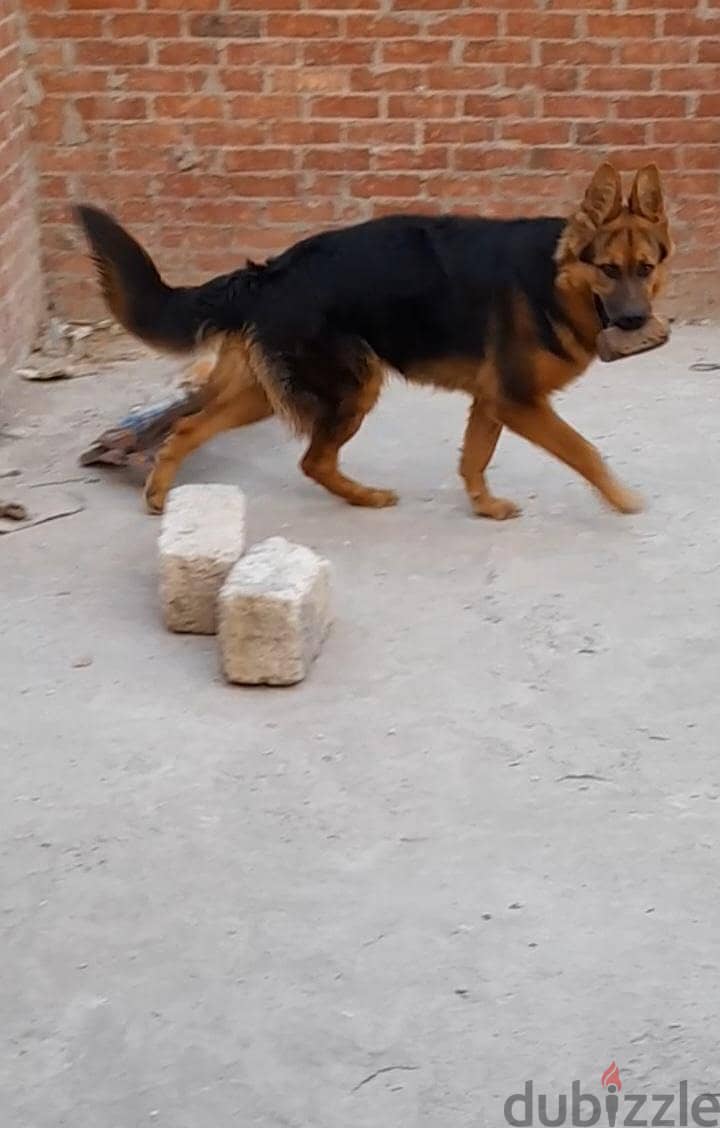 نتايه جيرمان 1