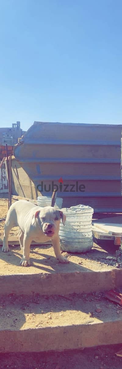 المريوطيه فيصل