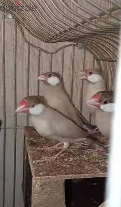 قصوص جاوا فون