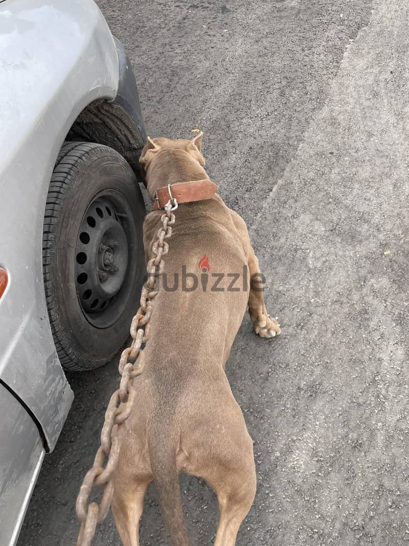 American bully 3