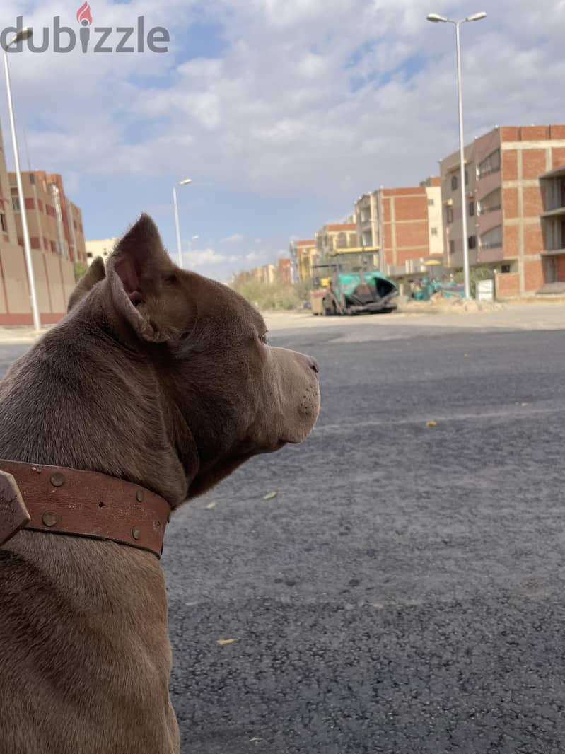 American bully 4