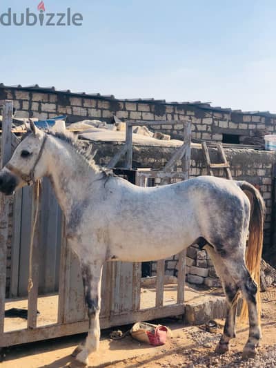 anglo arab horse