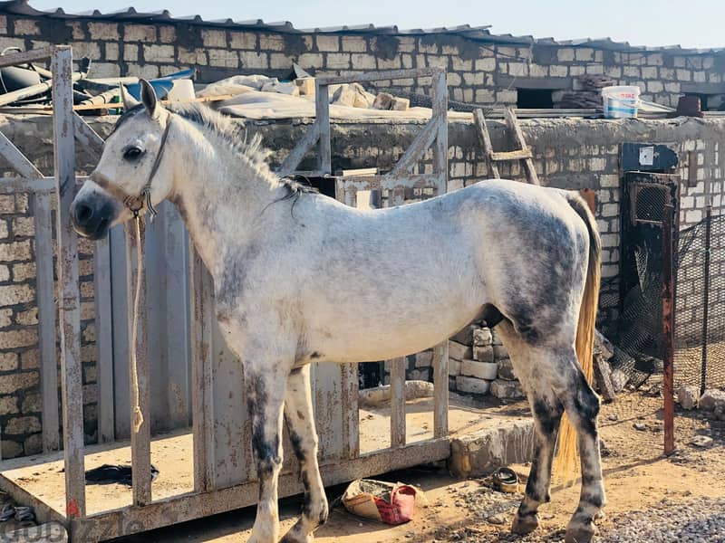 anglo arab horse 1