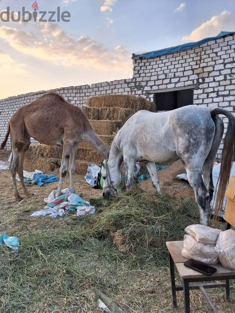 anglo arab horse 2