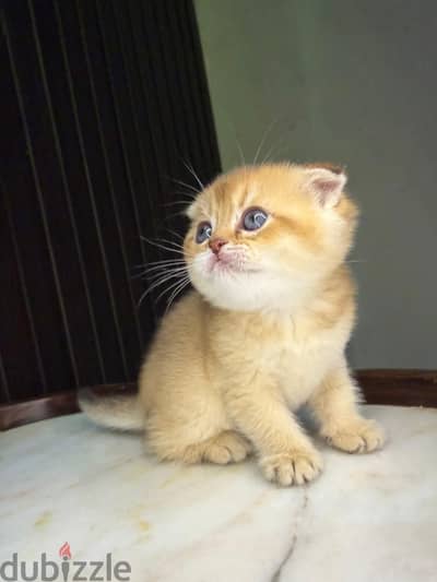 high end rarity kittens for sale