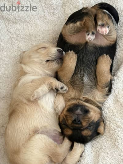 MINI Chihuahua x Yorkshire puppies for sale