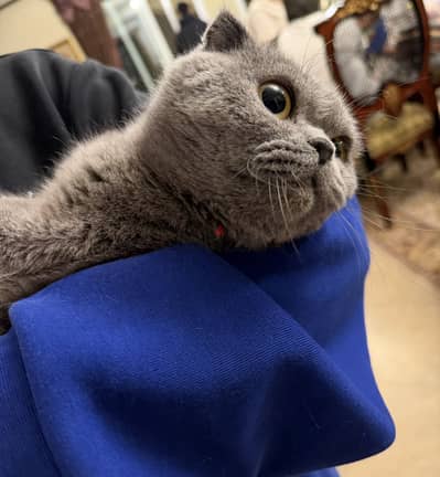 Scottish fold female