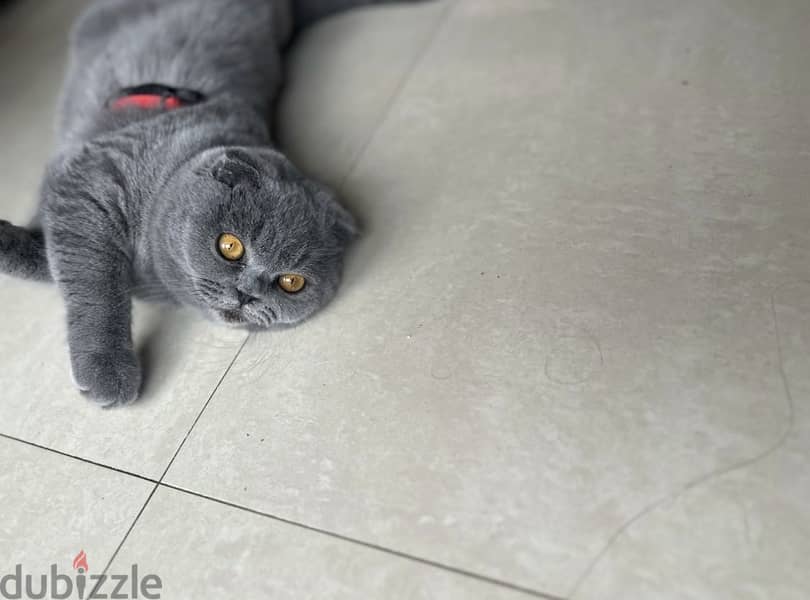 Scottish fold female 1