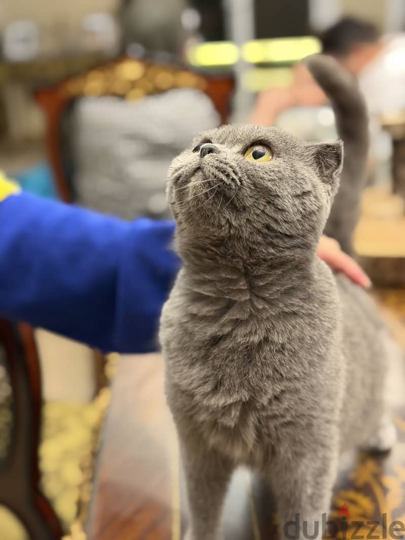 Scottish fold female 2