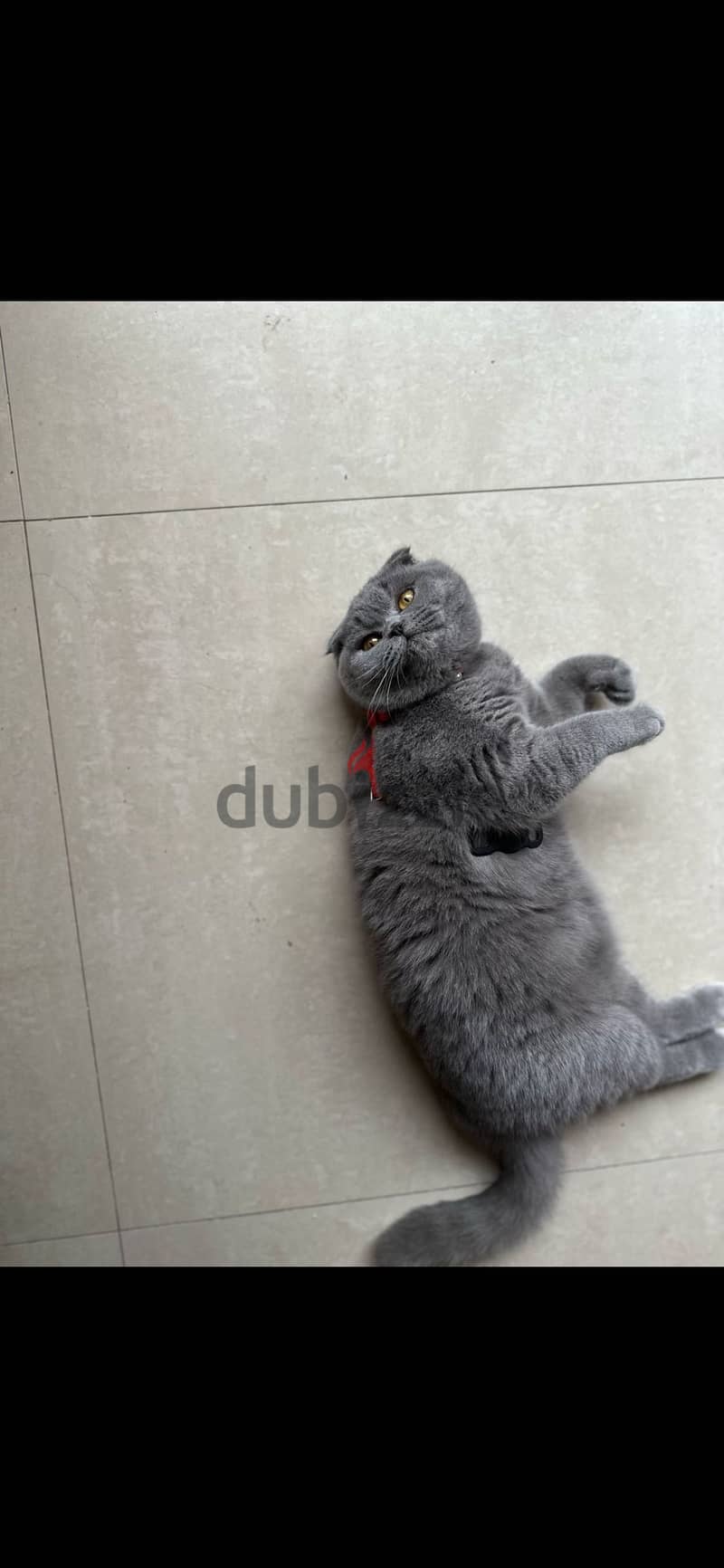 Scottish fold female 3