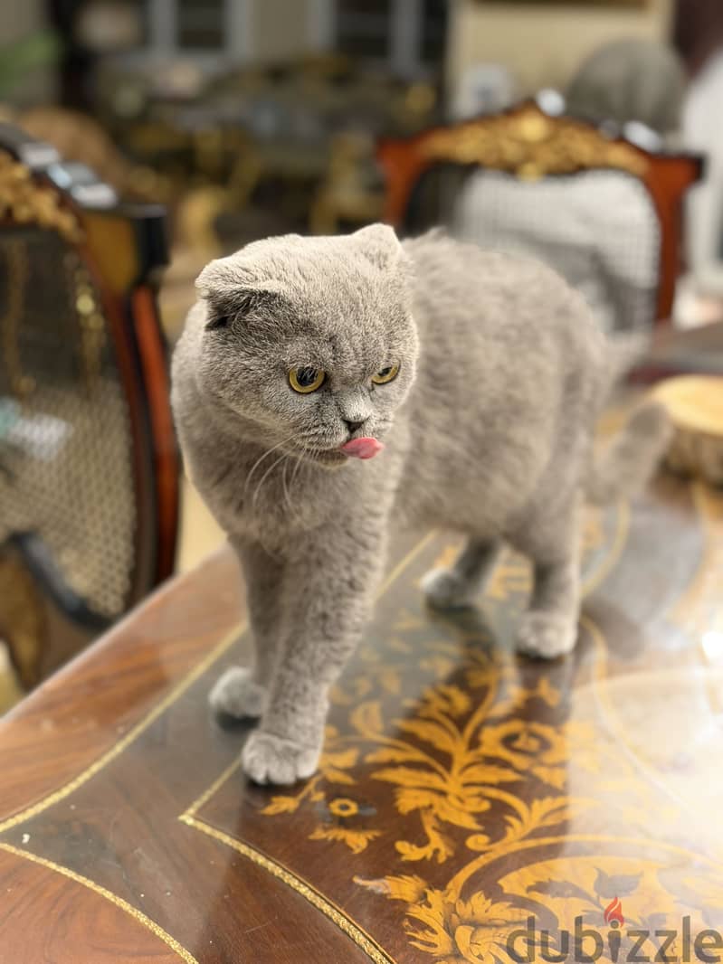 Scottish fold female 4