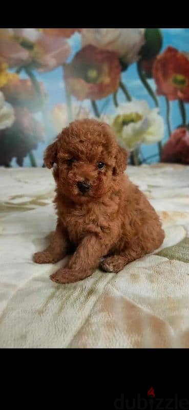 Top toy Poodle puppies imported parents