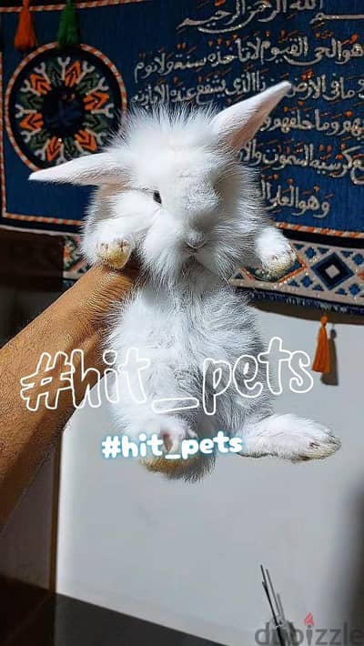 ارانب زينه انجورا بيور سوبر لونج هير