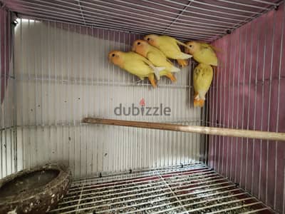 اوبلاين اورانج