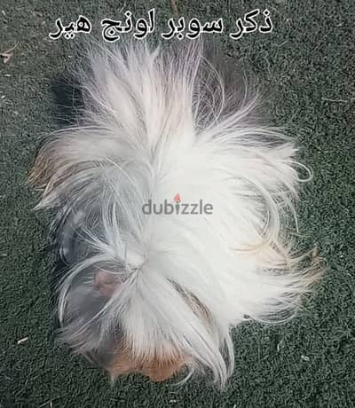 غينيا بيج سوبر لونج هير