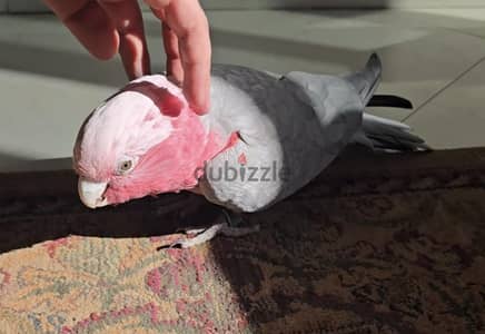زوج كوكاتو جالا