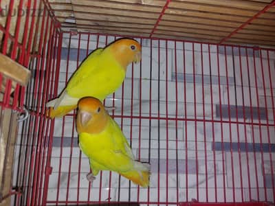 ٣ حطط روز اوبلاين اورنج