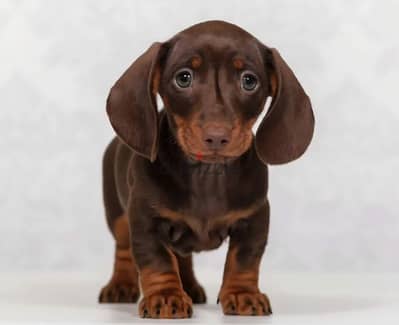 Rabbit dachshund puppy boy from Russia