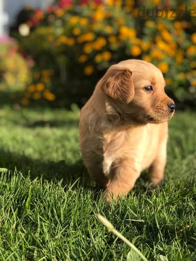 Golden Retriever جولدن ريتريفر