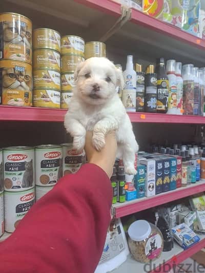 جريفون بابيز