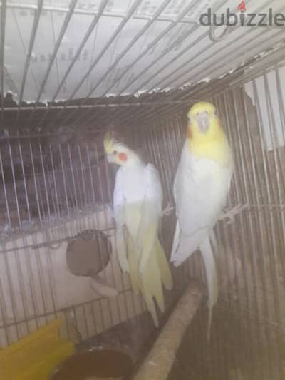 جوز كوكتيل شغال حجم ماشاء الله