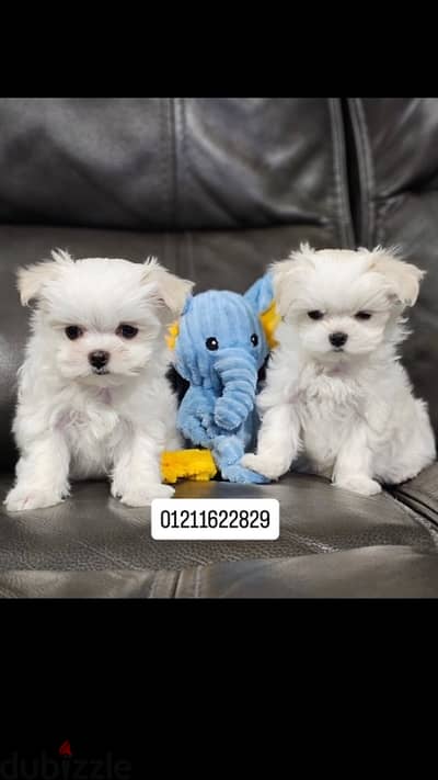 mini maltese puppies مالتيز