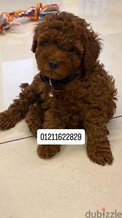 Toy poodle puppies توي بودل