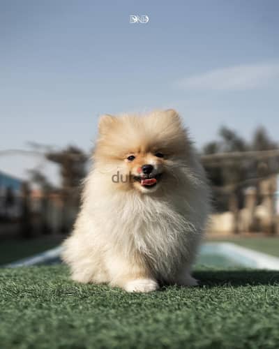 Pomeranian Puppies