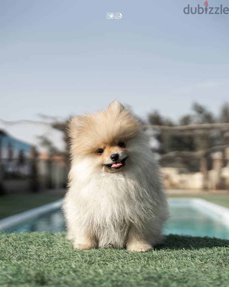 Pomeranian Puppies 1