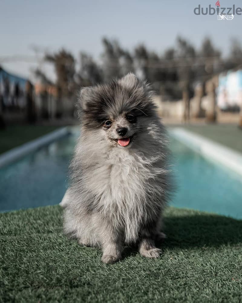 Pomeranian Puppies 2