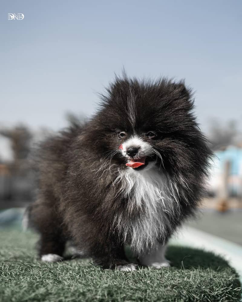 Pomeranian Puppies 3