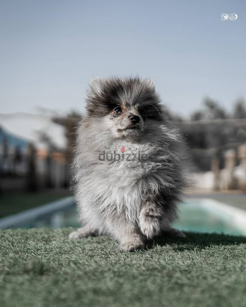 Pomeranian Puppies 4