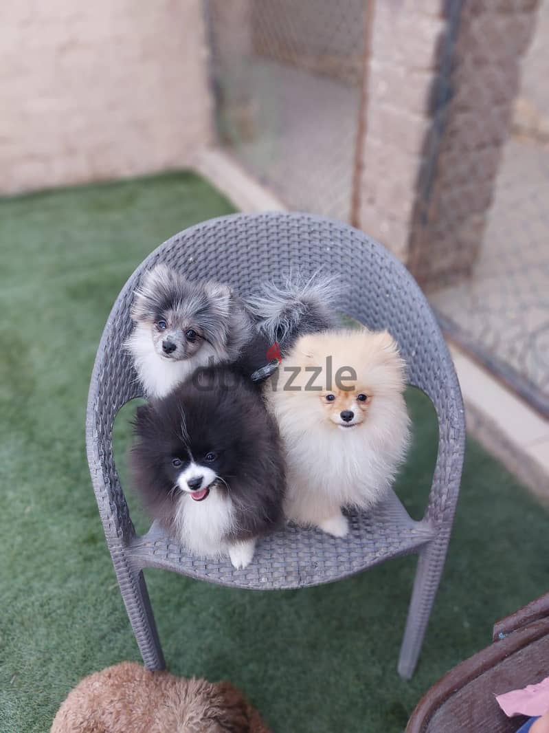 Pomeranian Puppies 5