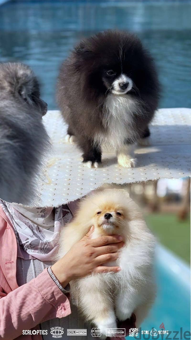 Pomeranian Puppies 6