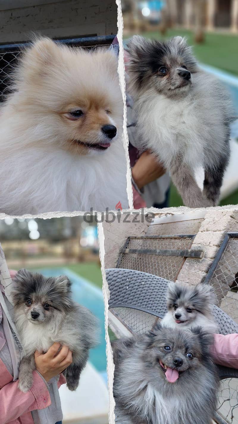 Pomeranian Puppies 7