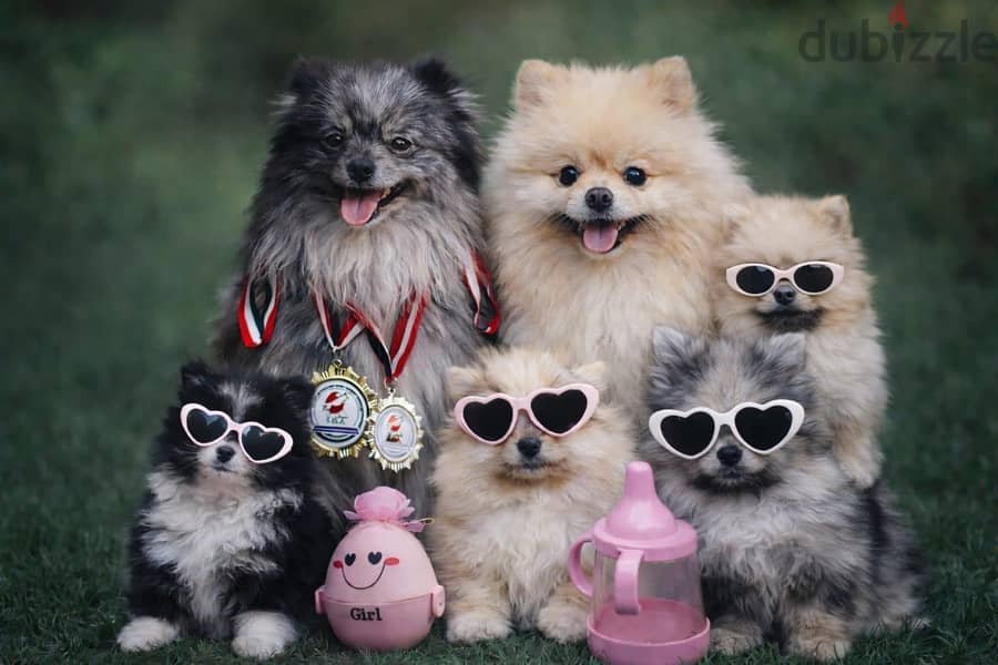 Pomeranian Puppies 8