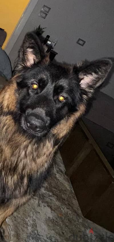كلب جيرمين شيبيرد - German shepherd dog