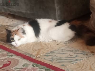 قطة ملونة عمرها سنة