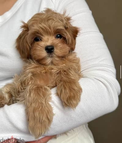 Maltipoo / toy poodle / توي بودل / مالتي بو