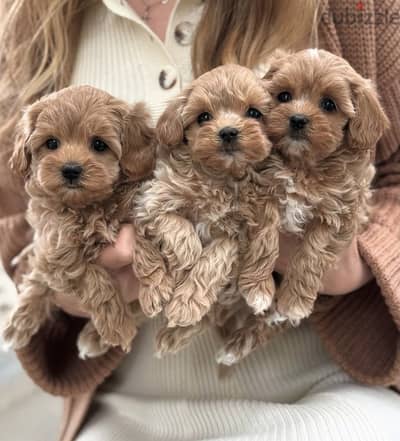 Toy poodle - maltipoo - توي بودل - مالتي بو